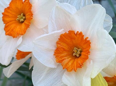 Máy Quang Đo Canxi Và Magie Trong Nước Sạch Hanna HI97752 Máy Quang Đo Canxi Và Magie Trong Nước Sạch Hanna HI97752